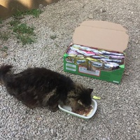 photo de livraison pour Ecole du Chat des Alpilles