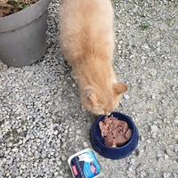 photo de livraison pour Ecole du Chat d’Arbois