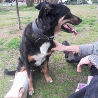 photo de livraison pour Help Doggy