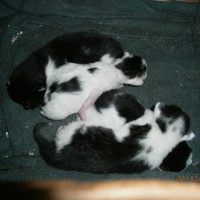 photo de livraison pour Adoption Féline Estuaire