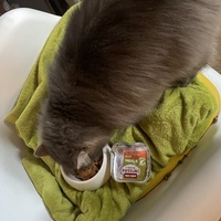 photo de livraison pour Les Chats De QUEAUX
