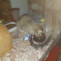 photo de livraison pour Des Cœurs pour les Pattes du 93