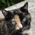 photo animal