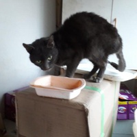 photo de livraison pour Une vie, Un chat