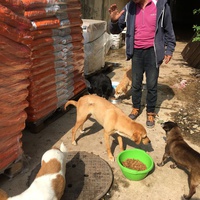photo de livraison pour Saving Orphaned Souls Sheila's Animal Rescue Mission