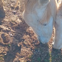 photo de livraison pour Equi-Libre : Droit à la Retraite Equine
