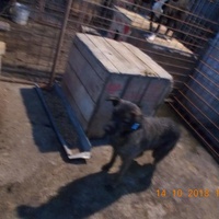 photo de livraison pour Pro Animals Finland ry