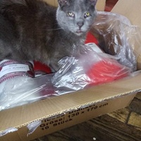 photo de livraison pour L'Arche de Marie - Mes Amours de Chats