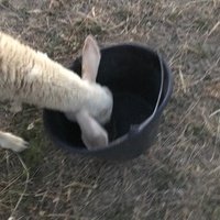 photo de livraison pour La Ferme des Zanimobiles