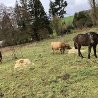 photo de livraison pour Les Chevaux d'Elo