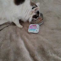 photo de livraison pour Chats Grains d'Amour