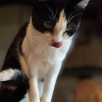 photo de livraison pour CATS