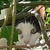 photo animal