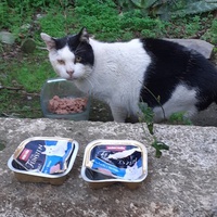 photo de livraison pour Chats cerbériens