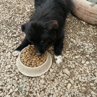 photo de livraison pour Animals voice Macedonia
