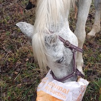 photo de livraison pour Equi-Libre : Droit à la Retraite Equine