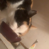 photo de livraison pour Des Poils et Des Plumes