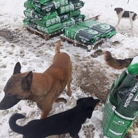 photo de livraison pour Udruzenje za Zastitu Zivotinja Srecko, Valjevo