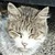 photo animal