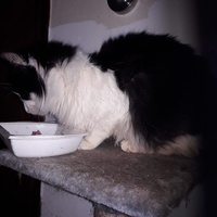 photo de livraison pour Une vie, Un chat