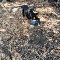 photo de livraison pour L'Ecole du Chat Istreen