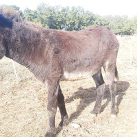 photo de livraison pour Equi-Libre : Droit à la Retraite Equine