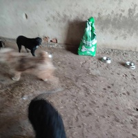 photo de livraison pour Ivana Nikolić