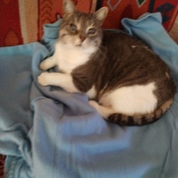 photo de livraison pour Chats Grains d'Amour