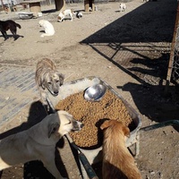 photo de livraison pour Animals voice Macedonia