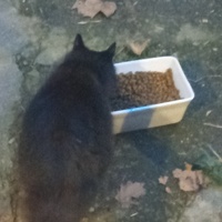 photo de livraison pour Les chats libres de Caro