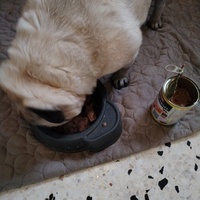 photo de livraison pour Chats Grains d'Amour