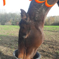 photo de livraison pour 4 Sabots et un Fer