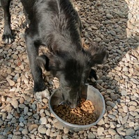 photo de livraison pour Civic Initiative Kane Korzo Skopje