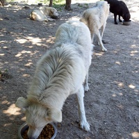 photo de livraison pour Svetlana Bjelogrlic