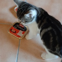 photo de livraison pour Bien vivre avec les Chats Sallélois