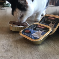 photo de livraison pour Les chats de l'Indifférence