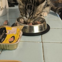 photo de livraison pour Trois P'tits Chats