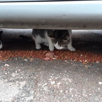 photo de livraison pour Chats cerbériens