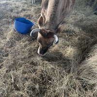 photo de livraison pour Espoir au Galop