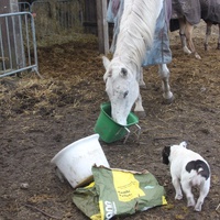 photo de livraison pour Happy Horse Day
