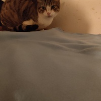 photo de livraison pour La Compagnie des Chats bleus
