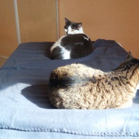 photo de livraison pour Marseille Animaux