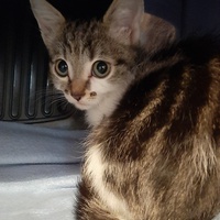 photo de livraison pour Bien vivre avec les Chats Sallélois