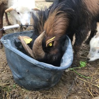 photo de livraison pour La Ferme des Zanimobiles