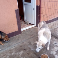 photo de livraison pour Viata Animalelor