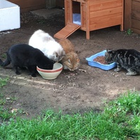 photo de livraison pour Association Nos Amis Nos Animaux