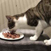 photo de livraison pour The Funny Farm Cat Rescue