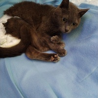 photo de livraison pour Chats Grains d'Amour
