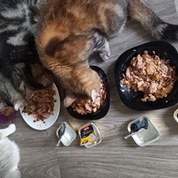 photo de livraison pour Les Pattounes de l'Espoir