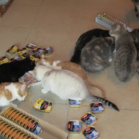 photo de livraison pour Jardin des Chats